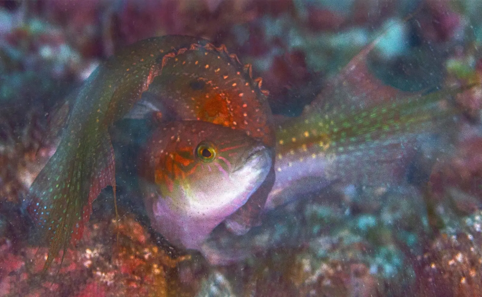 ปลานกขุนทองแดง (Floral Wrasse)