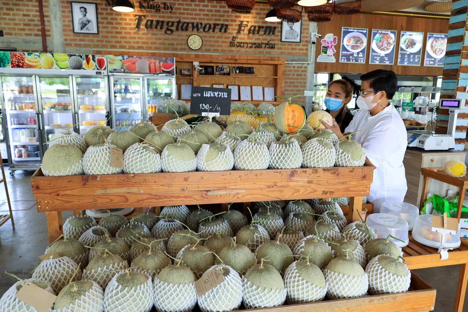 เมลอนเมืองช้าง กลางทุ่งกุลาฯ