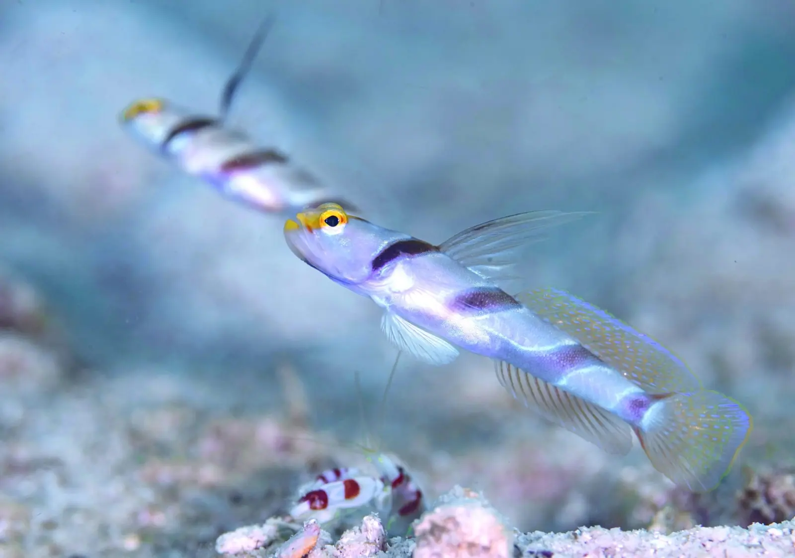 Black-Ray Goby