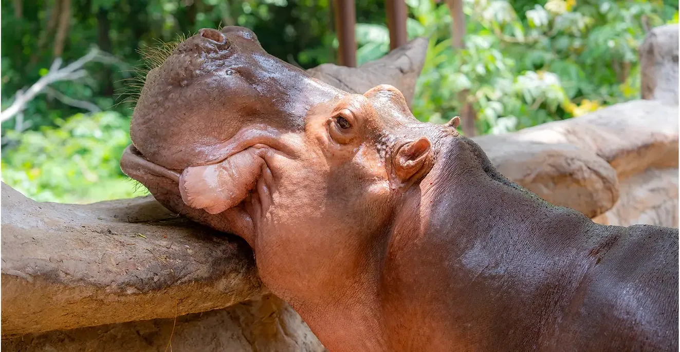 สวนสัตว์อุบลราชธานี เหมือนมีป่ากลางเมือง