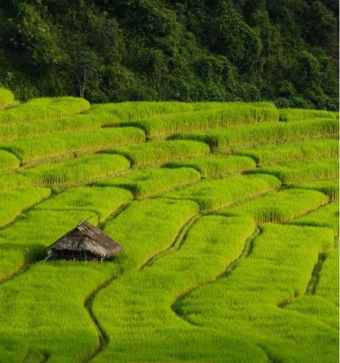 นาขั้นบันไดสีเขียว กับกระท่อมหลังเดียวกลางทุ่ง