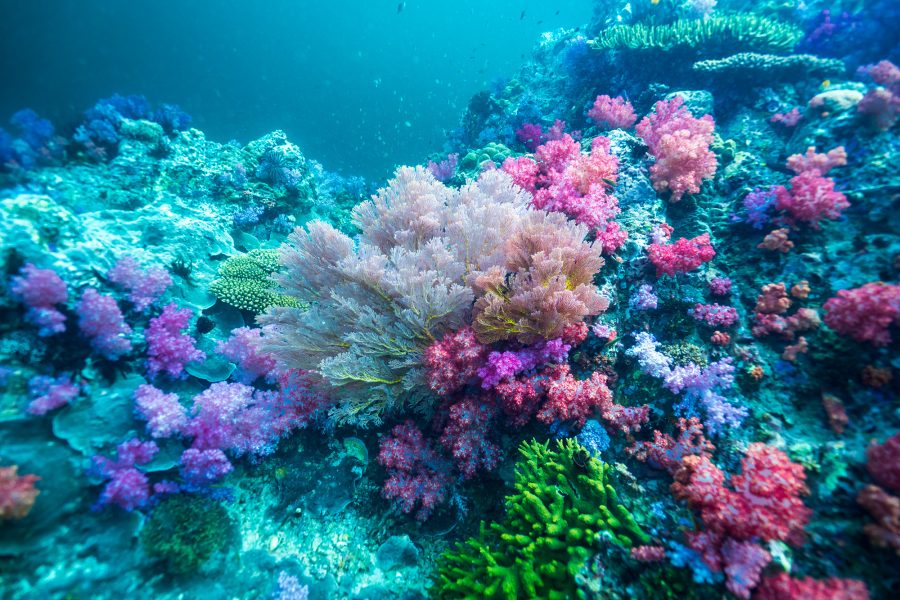 ร่องน้ำจาบัง มหัศจรรย์ปะการังเจ็ดสี