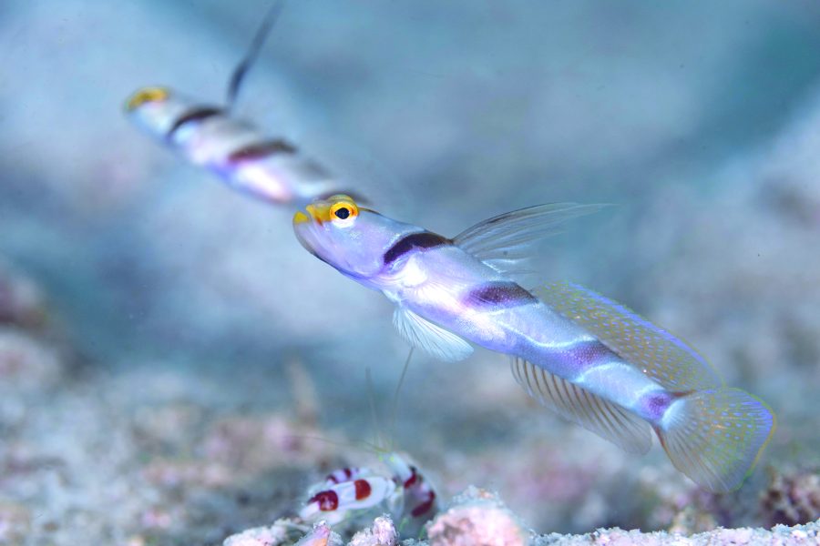 Black-Ray Goby