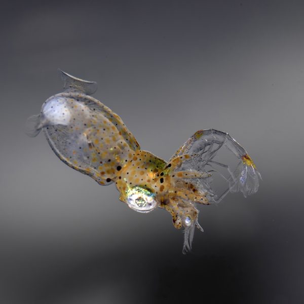 Pygmy Squid นักล่าตัวจิ๋วในแนวน้ำตื้น