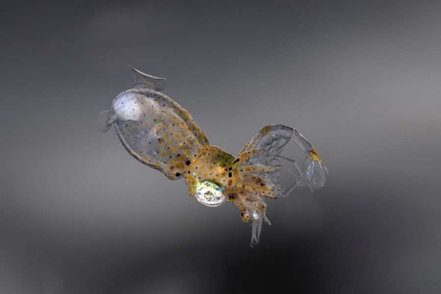 Pygmy Squid นักล่าตัวจิ๋วในแนวน้ำตื้น