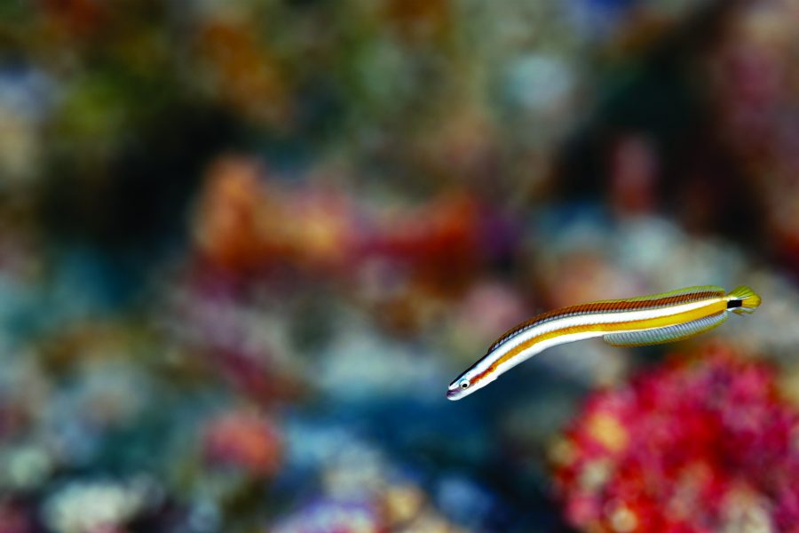 Curious wormfish