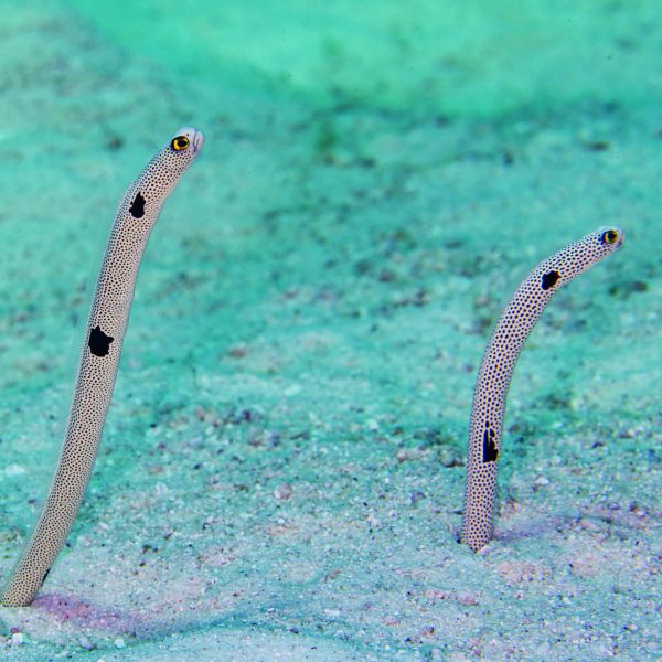 ปลาไหลสวน