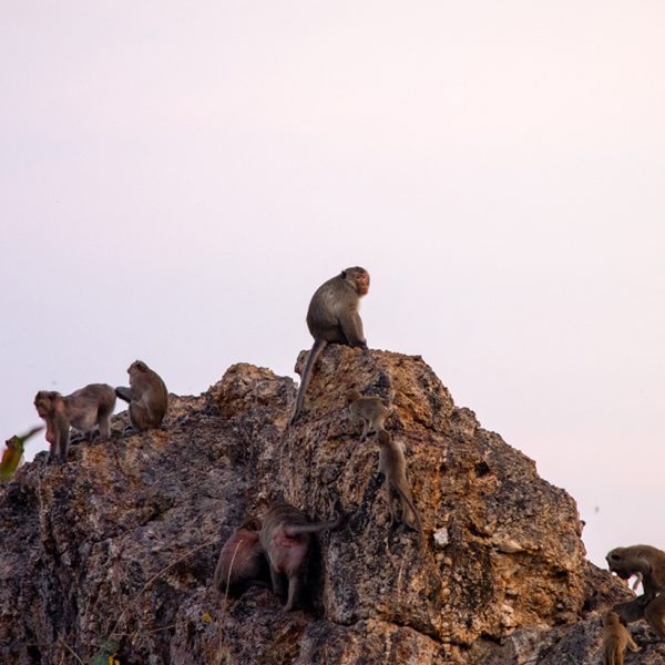 เขาสามมุข บุกบ้านลิง