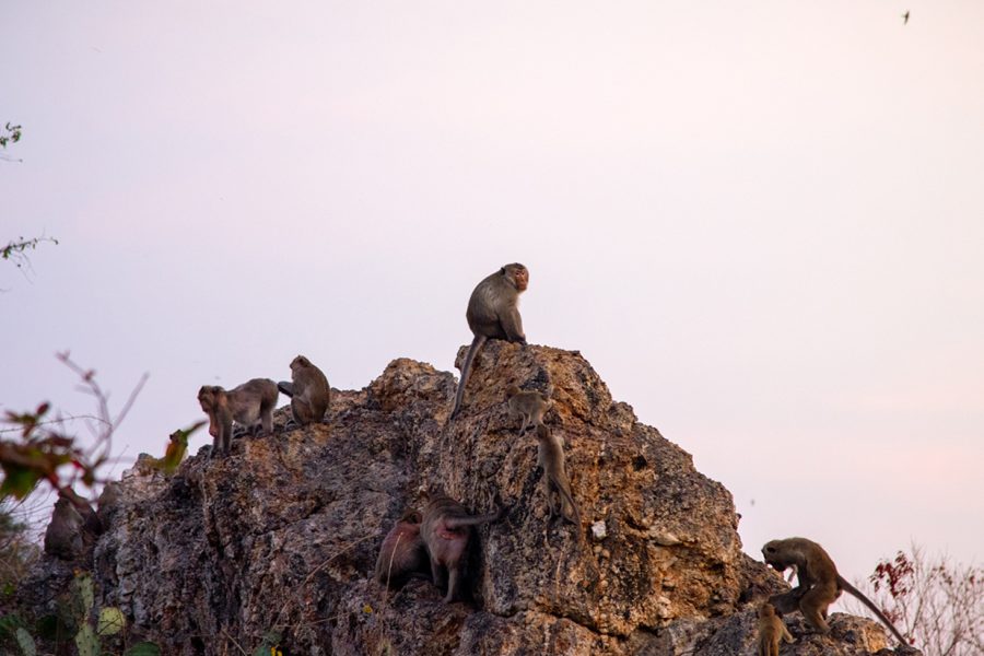 เขาสามมุข บุกบ้านลิง