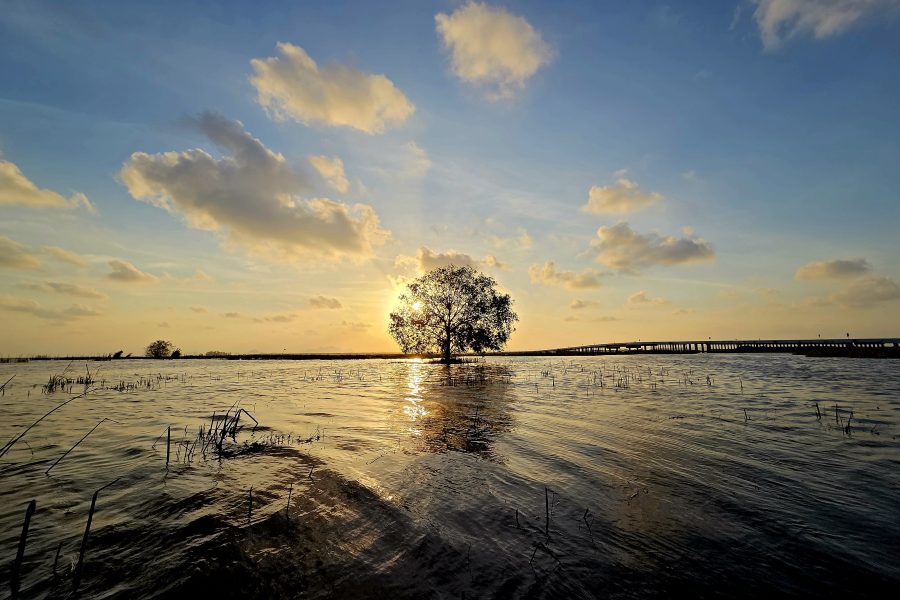 ต้นลำพูกลางน้ำ - ความงามตามช่วงเวลาที่เหมาะสม