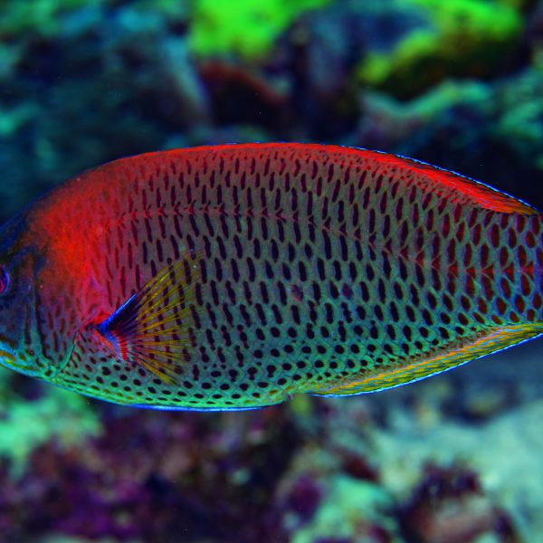 ปลานกขุนทองฟันสิ่ว