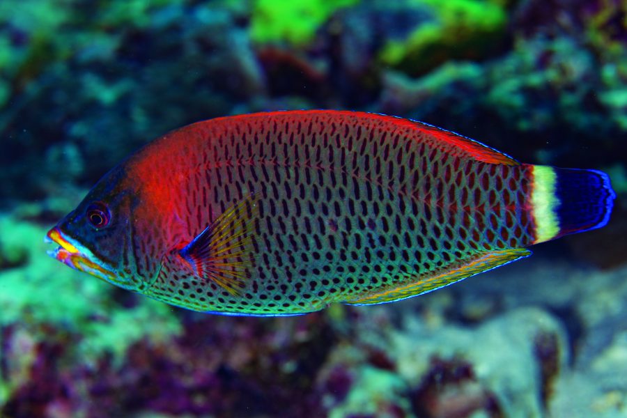 ปลานกขุนทองฟันสิ่ว