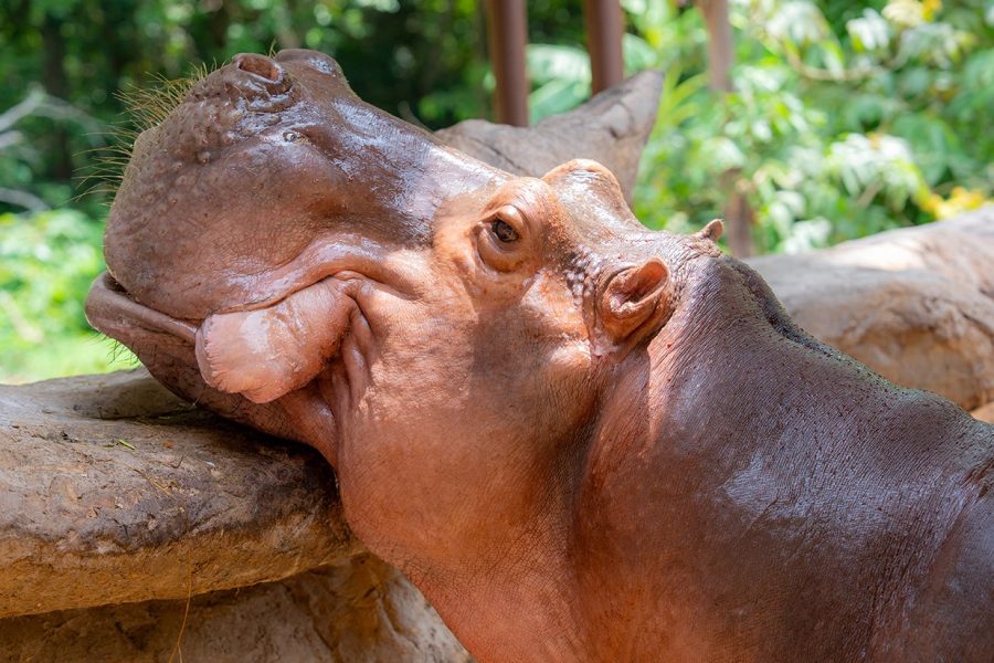 สวนสัตว์อุบลราชธานี เหมือนมีป่ากลางเมือง
